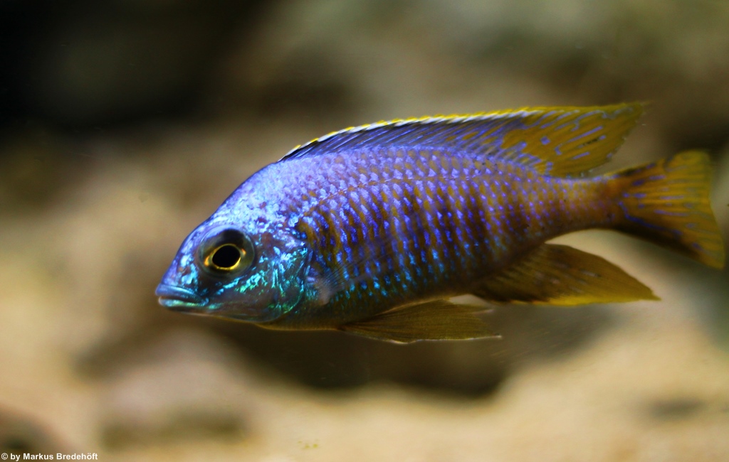 Placidochromis Jalo Reef